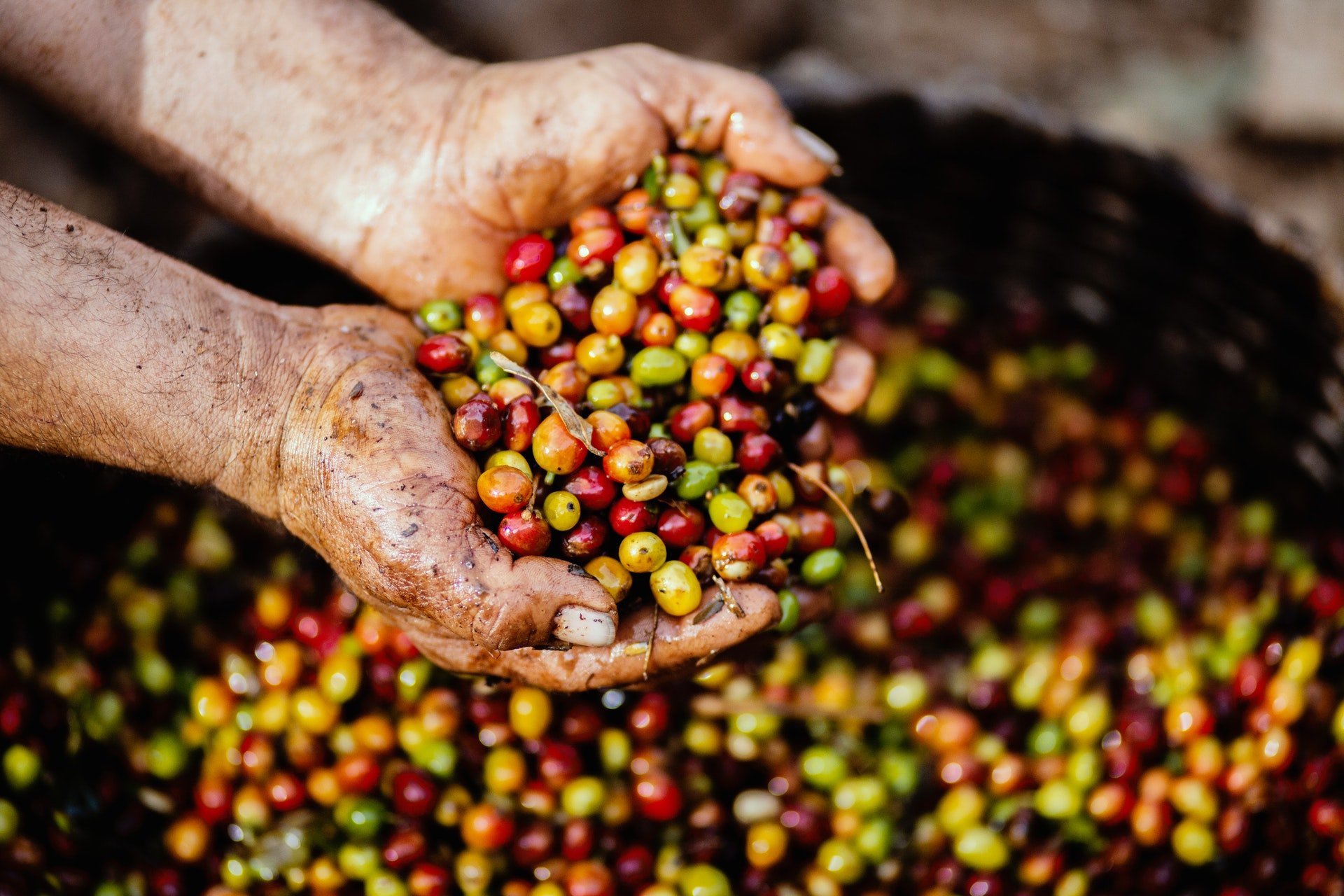 Granos de café: fruto del cafeto